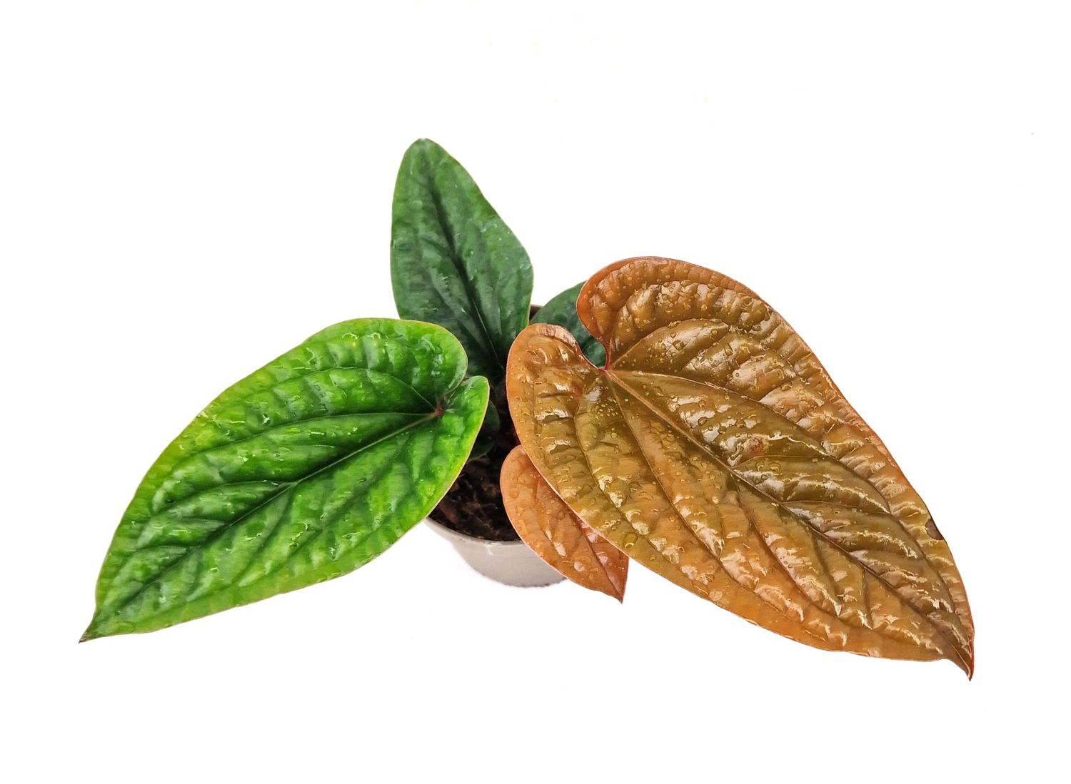 Anthurium radicans x luxurians plant wholesale floraccess