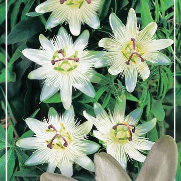 Passiflora MIX