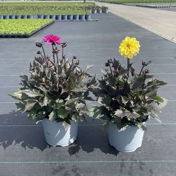 Dahlia HAPPY DAYS MIX