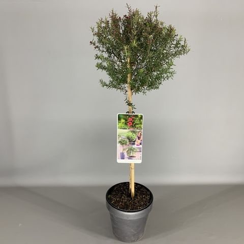 Leptospermum scoparium ROSSO