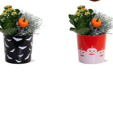 Arrangement Halloween