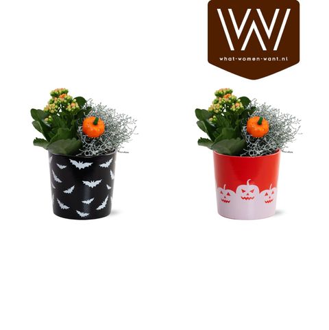 Arrangement Halloween