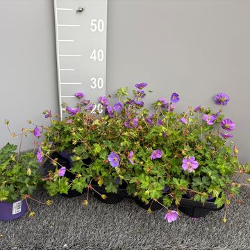 Geranium ROZANNE