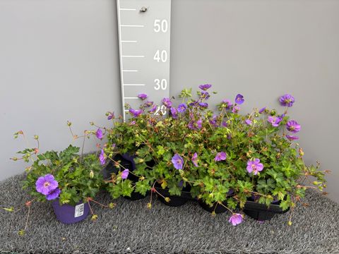Geranium ROZANNE