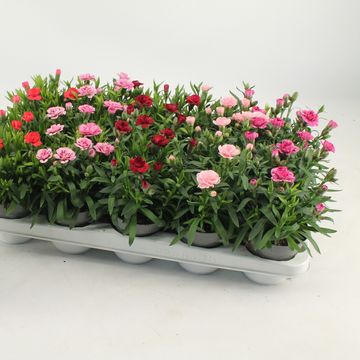 Диантус chinensis MIX