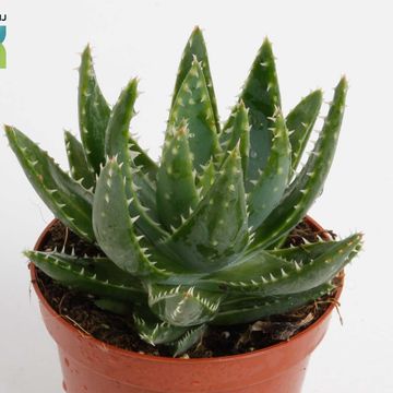 Aloe brevifolia