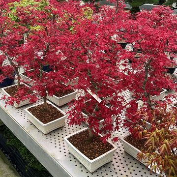 Acer palmatum 'Deshôjô'