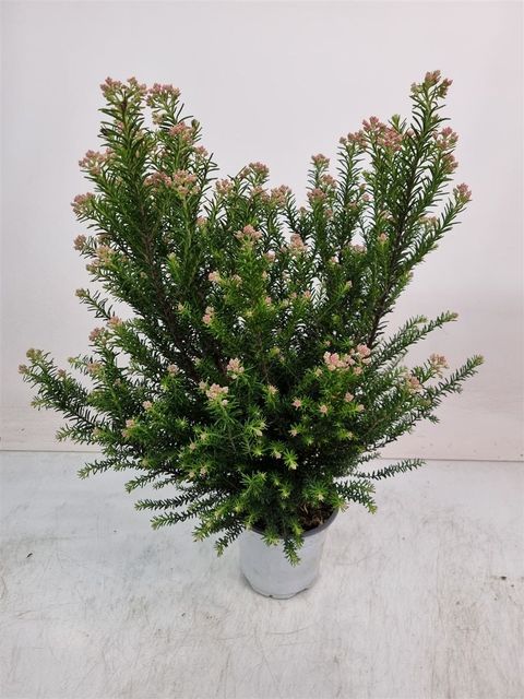 Ozothamnus diosmifolius Ozothamnus diosmifolius