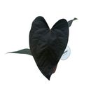 Anthurium 'Queen of Hearts'