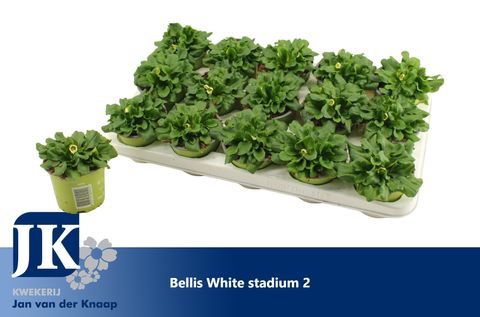 Bellis perennis 'Rusher White'