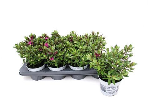 Hebe ALL BLOOMS SANUKA