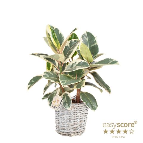 Ficus elastica 'Tineke'