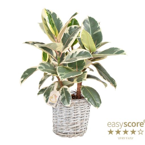 Ficus elastica 'Tineke'