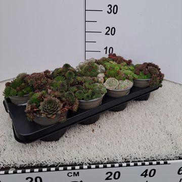 Sempervivum MIX IN POT