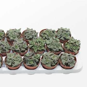 Faucaria tuberculosa monstruosa