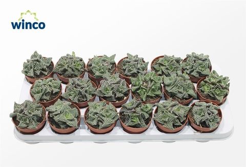 Faucaria tuberculosa monstruosa