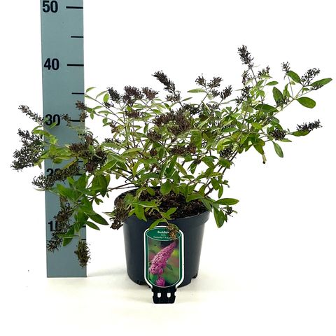 Buddleja FLUTTERBY PEACE