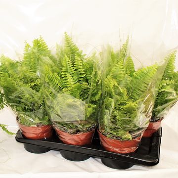 Nephrolepis exaltata 'Bostoniensis'