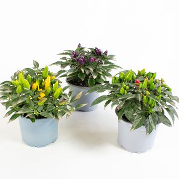 Capsicum annuum MIX