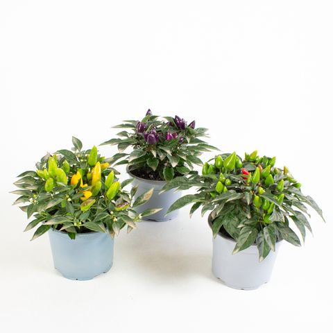 Capsicum annuum MIX