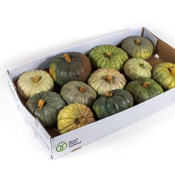 Cucurbita pepo MIX