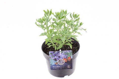 Perovskia atriplicifolia 'Little Spire'