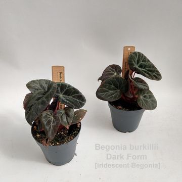 Begonia burkillii DARK FORM