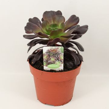 Aeonium arboreum 'Velours'