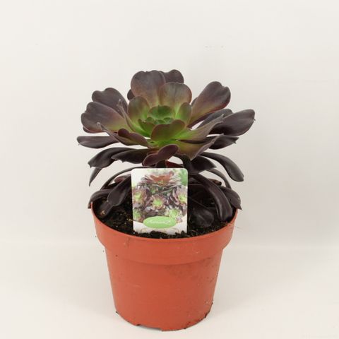 Aeonium arboreum 'Velours'