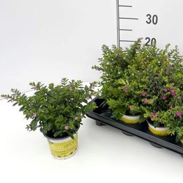 Cuphea hyssopifolia FLORIGLORY DIANA