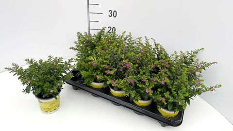 Cuphea hyssopifolia FLORIGLORY DIANA