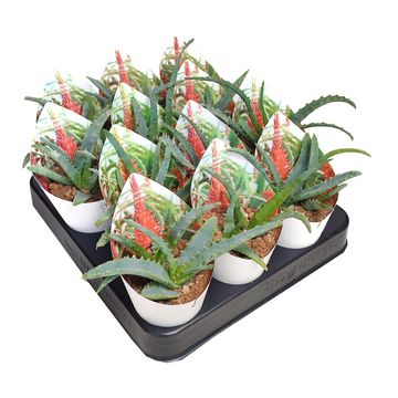 Aloe arborescens