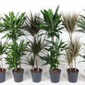 Dracaena MIX