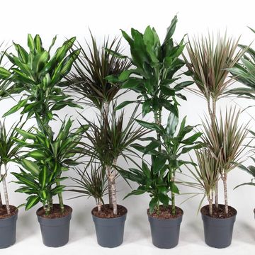 Dracaena MIX