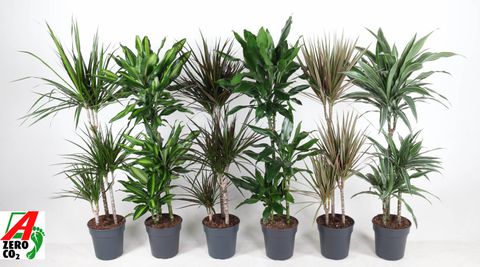 Dracaena MIX