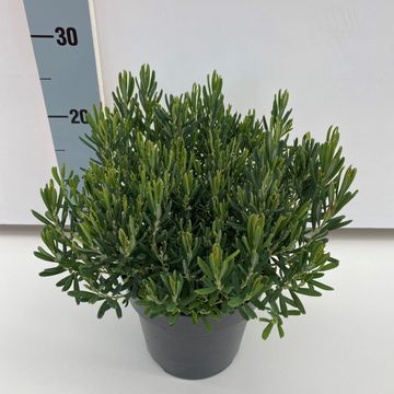 Andromeda polifolia 'Компакта'