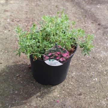 Potentilla fruticosa BELLISSIMA