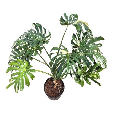Monstera 'Thai Constellation'