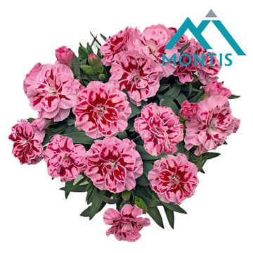 Диантус OSCAR PINK AND PURPLE