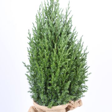 Juniperus chinensis 'Stricta'