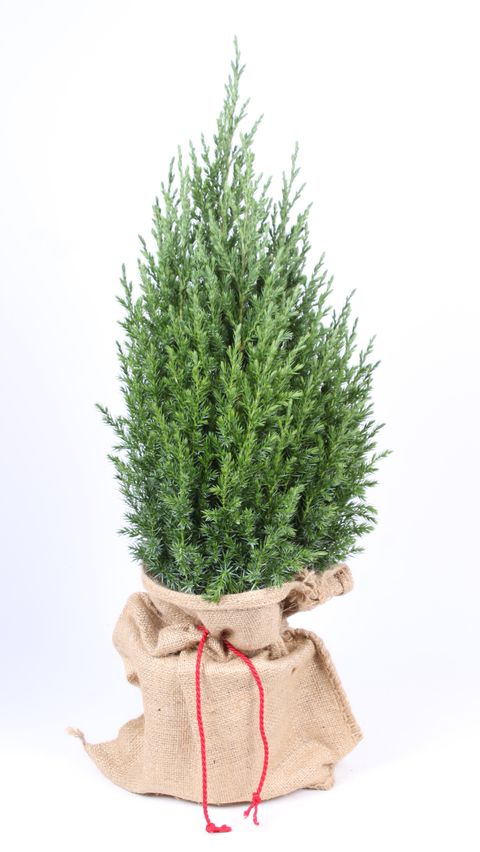 Juniperus chinensis 'Stricta'