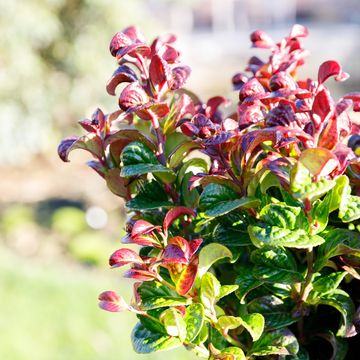 Leucothoe axillaris 'Curly Red'