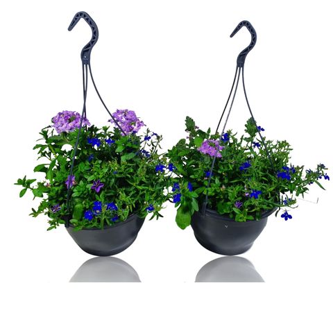 Plantas perennes MIX IN POT