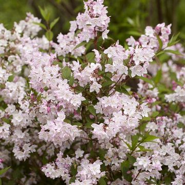 Deutzia purpurascens 'Kalmiiflora'