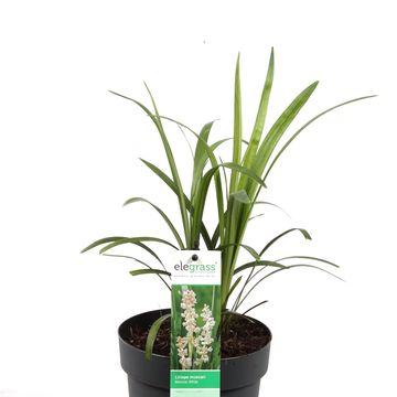 Liriope muscari 'Monroe White'