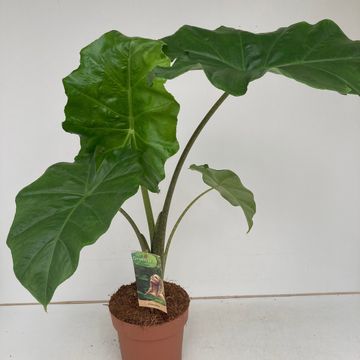 Alocasia 'Portodora'