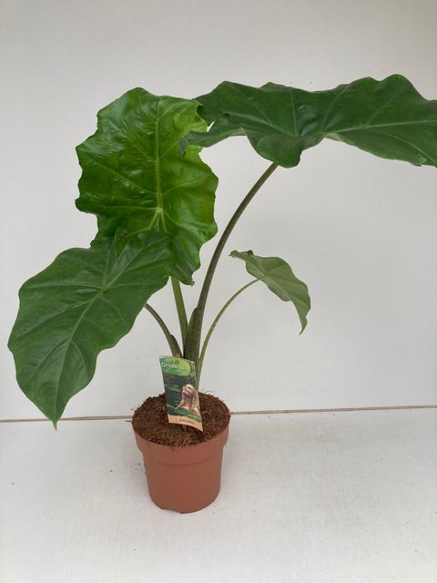 Alocasia 'Portodora'