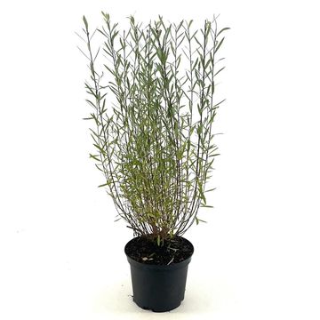 Salix purpurea 'Nana'