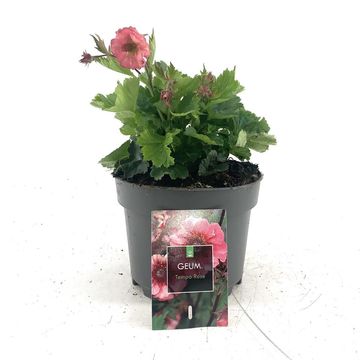 Geum TEMPO ROSE
