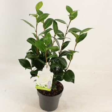 Camellia japonica 'Dalhonega'
